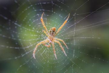 Close up of Spider on Net with blurred nature background