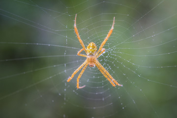 Close up of Spider on Net with blurred nature background