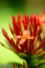 closeup of red flower