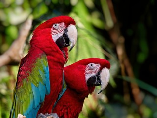 Two green-winged macaws perched among lush greenery