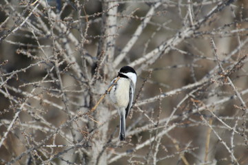 Bird On Branch, Gold Bar Park, Edmonton, Alberta