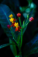 red tulips on black background