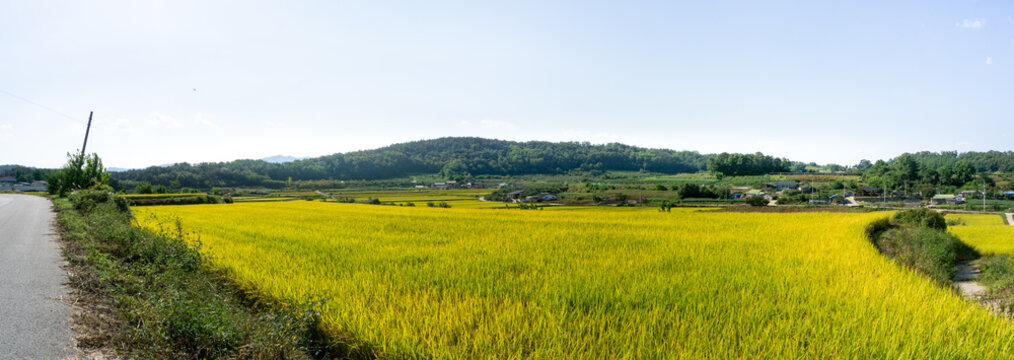 Rice Paddy Fields In Urban Area Around Central Of South Korea With Mountain In The Background