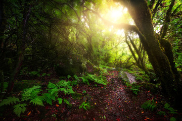 Beautiful morning in enchanted forest