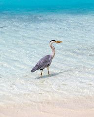 Grey Heron eating a fish