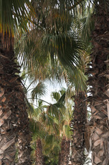 Palm trees row