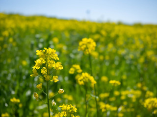 Obraz premium 満開の菜の花のクローズアップ