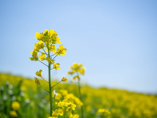 Obraz premium 満開の菜の花のクローズアップ