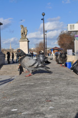 City pigeons in Paris