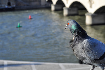 City pigeon overlooking the Seine river in Paris