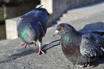 City pigeons in Paris