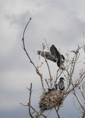 Black Cormorants near their nests