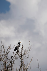 Black Cormorant bird perched on a branch
