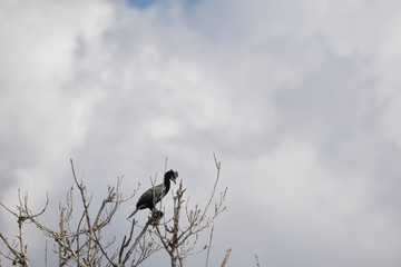 Black Cormorants near their nests