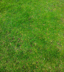 Natural grass pattern