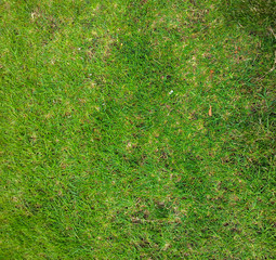 Natural grass pattern