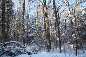 Snowy Forest, Whitemud Park, Edmonton, Alberta