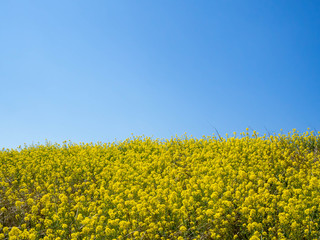 青く澄んだ空と満開の菜の花