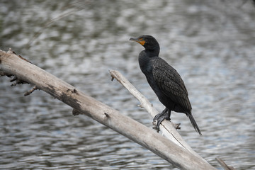 Black Cormorant bird perched on a branch
