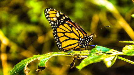Fototapeta premium butterfly on flower