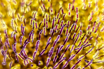 closeup of yellow sunflower