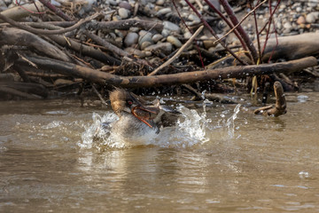 The red-breasted merganser (Mergus serrator) is a diving duck. Female with caught fish.