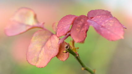 pink flower on green background