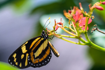 butterfly on a flower