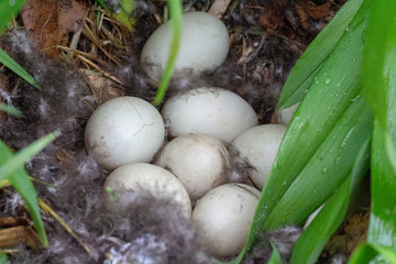 Duck egg in the wild bird eggs