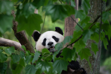 Obraz premium giant panda climbing a tree in china