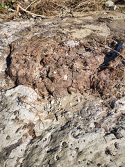 2020 shocking sight. Miracle fossils. A scene created by lava flowing out of a volcanic eruption about 2 million years ago. A tree that has been completely carbonized with fossil layers. 