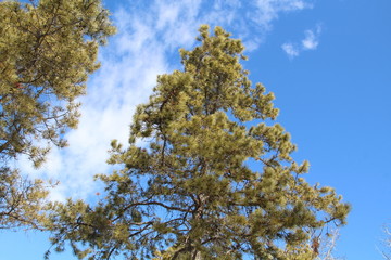 Pine Above Us, William Hawrelak Park, Edmonton, Alberta