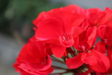 red rose on black background