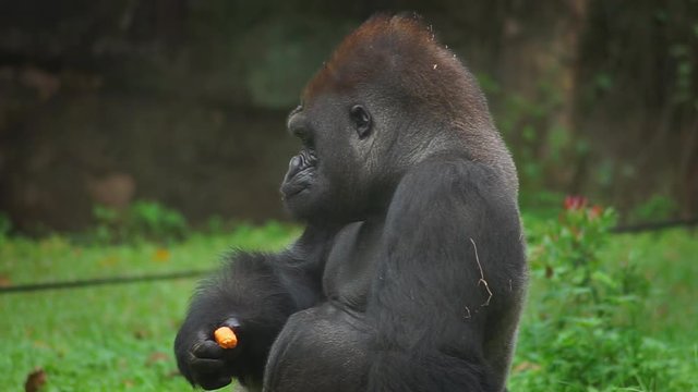 Gorilla biting off carrot and slowly eating it while sitting on the ground, profile shot
