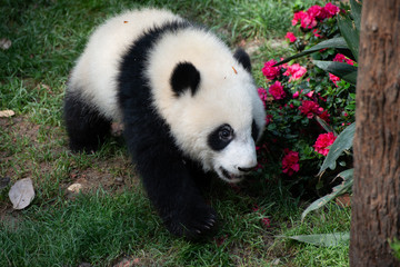 giant panda resting in a natural space