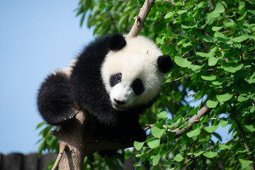 giant panda resting in a natural space