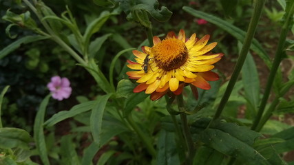 insect on a sunflower
