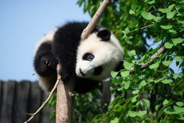 giant panda resting in a natural space