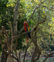 Scarlet macaw watching us from a branch