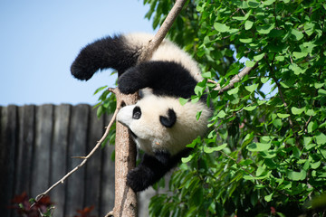Obraz premium giant panda resting in a natural space