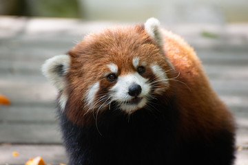 red panda lesser panda in sichuan china