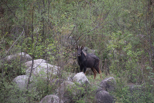 Wild Chinese Serow in Tangjiahe National Nature Reserve, Sichuan Province, China