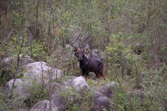 Wild Chinese Serow in Tangjiahe National Nature Reserve, Sichuan Province, China