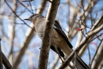 View from beneath a northern mockingbird at Yates Mill County Park in Raleigh, North Carolina.