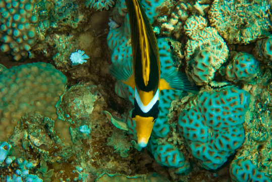 A butterfly fish, the Red Sea raccoon, on a reef full of blue-green Favia coral