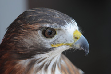 Photographer: Kyle Reynolds.Bird Species: Red Tailed Hawk.Location:.Date Taken: