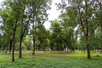 Jungle in city, green environment, trees, grass, park