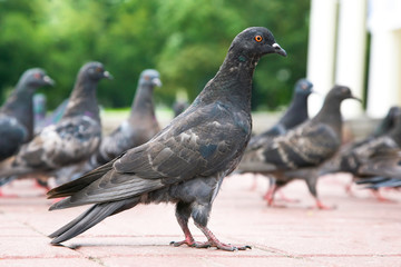 the dove on the area compared to other pigeons