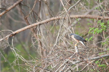 Photographer: Kyle Reynolds.Bird Species: Sharp-Shinned Hawk.Location:.Date Taken: