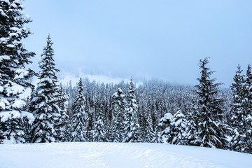 Fototapeta premium Snowy day on White Pass in Washington